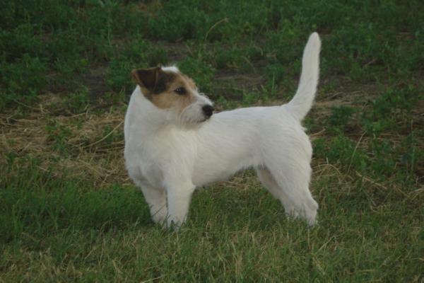 Princess Sissy di Quario Rondo | Jack Russell Terrier 