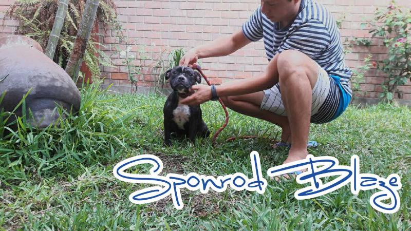 Sponrod Blaze | Staffordshire Bull Terrier 