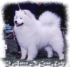 Astro di Casa Kaly | Samoyed 