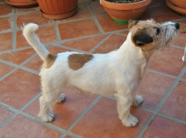 Eltonjohn | Jack Russell Terrier 