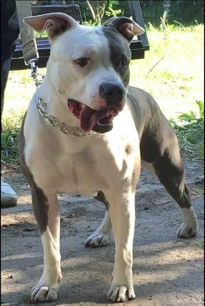 Angelina iz Slobozhanschiny | American Staffordshire Terrier 