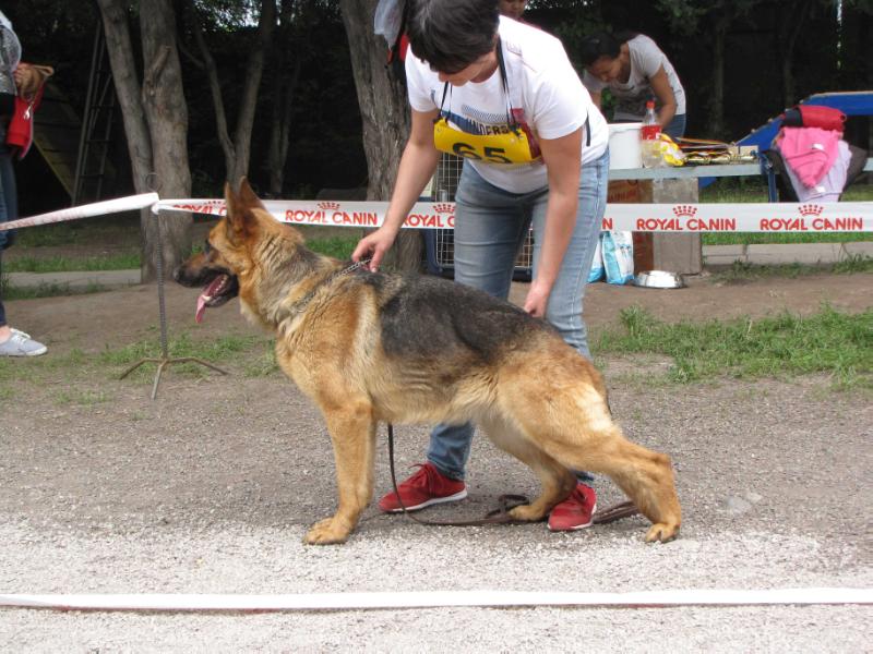 Helga Mountain Brook | German Shepherd Dog 