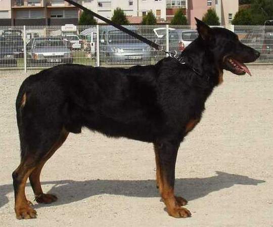 Roy du Mas Roc Maria | Beauceron 