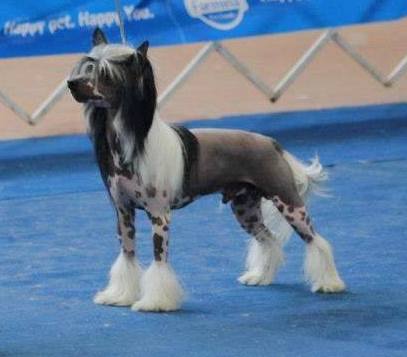 Lapinus  Casino | Chinese Crested 