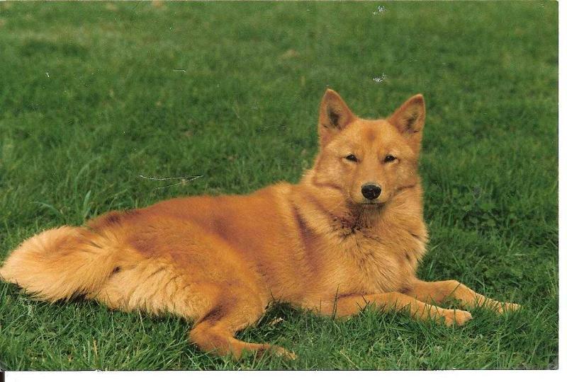 C'KUKKA de la Cascade des Jarreaux | Finnish Spitz 