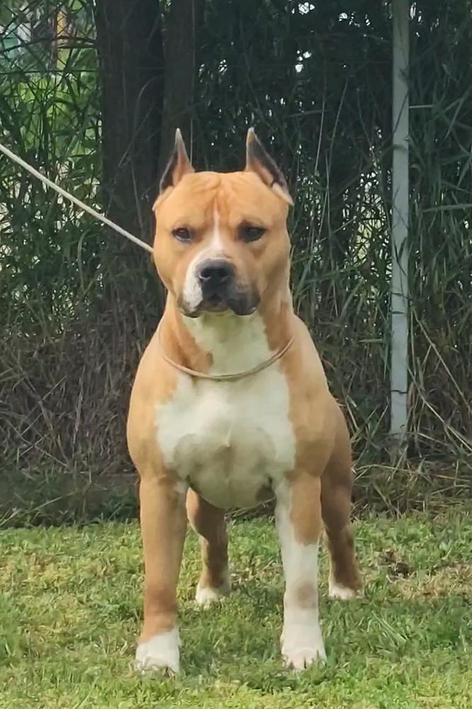 Sky Bolt of Cole Elegant | American Staffordshire Terrier 