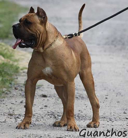 Hercules de la Jacha | Perro de Presa Canario 