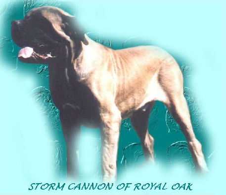 Storm Cannon of Royal Oak | Mastiff 