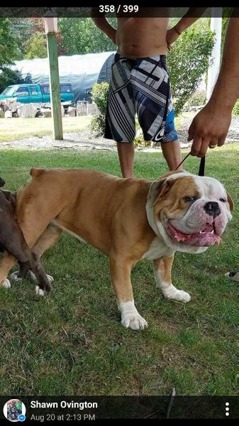 HolyGral's Tank | Olde English Bulldogge 