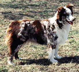 Fairoaks Shazarea | Australian Shepherd 