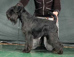 Dreamkiss Inclusive | Miniature Schnauzer 