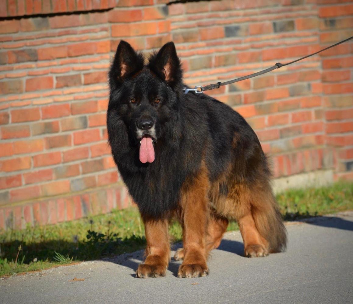 Tron Vom Vajda Hof | German Shepherd Dog 