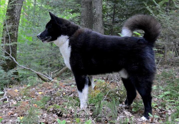 Runningbeardogs Sydan | Karelian Bear Dog 