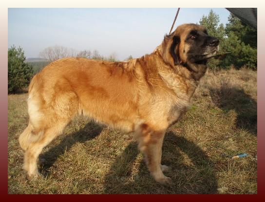 BILLA Psie Marzenia | Leonberger 