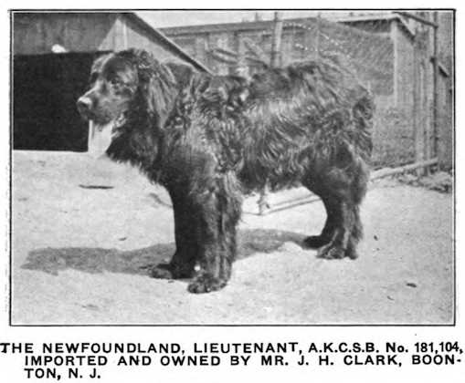 Lieutenant (1913) 181104 | Newfoundland 