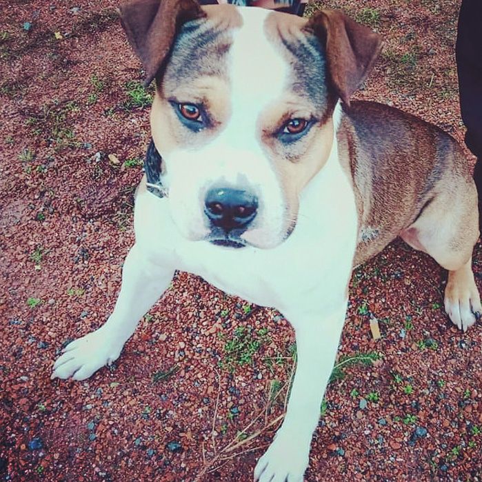 O'slow | American Staffordshire Terrier 