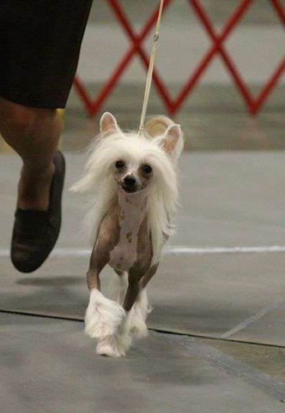 Crest-Vue's Sharing The Dream | Chinese Crested 