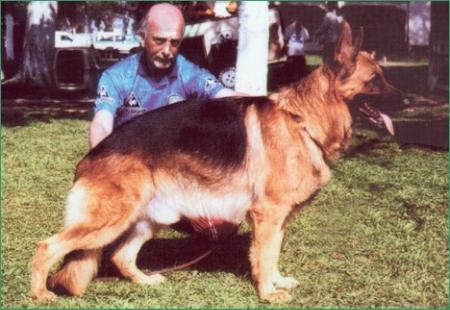 Iron von Gramsbergen | German Shepherd Dog 