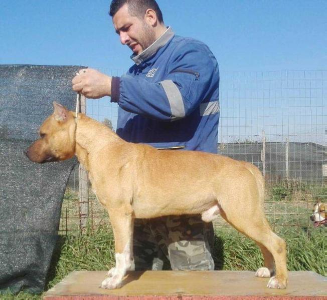 Moonrising's Die Hard of Graziano | American Staffordshire Terrier 