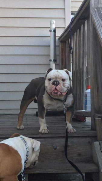 Bilbro's Biggie Blue | Olde English Bulldogge 