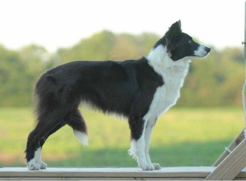 LOF Ray o Hope | Border Collie 