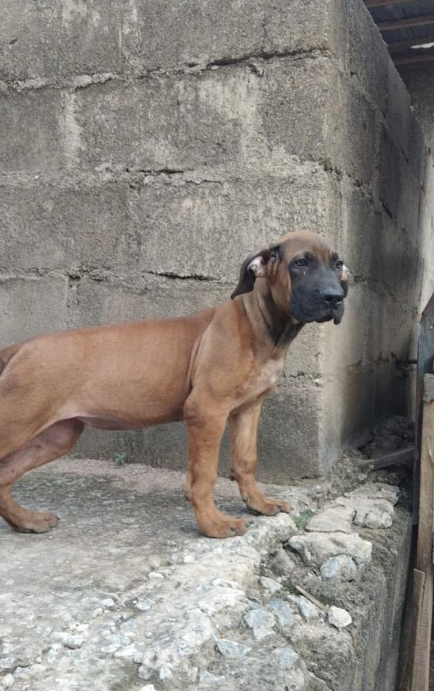 Blaze of BestTs | African Boerboel 