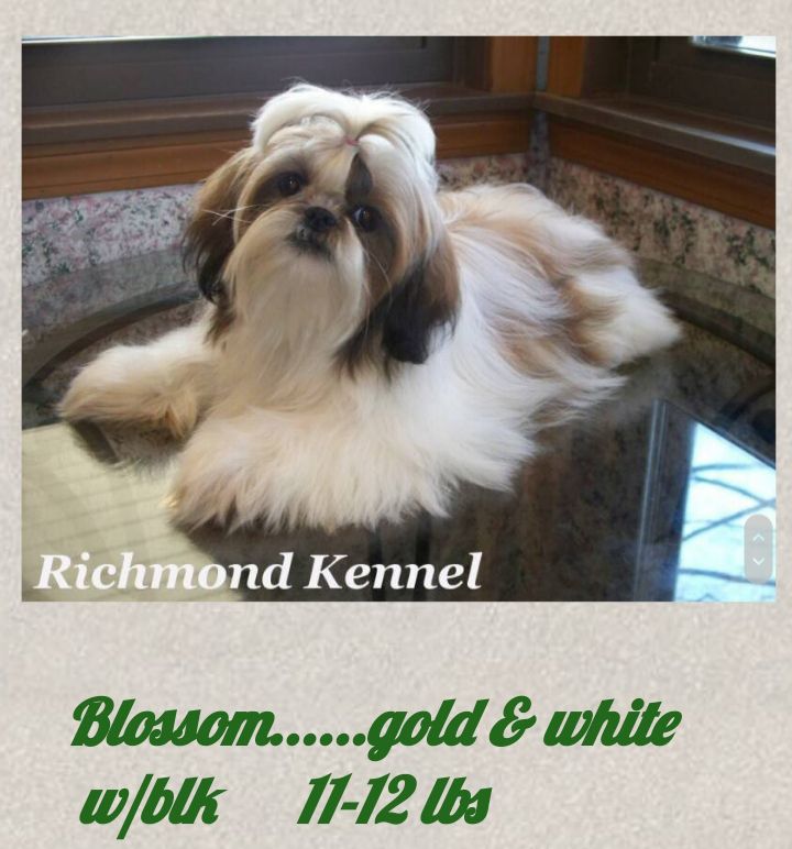 RICHMOND'S CHERRY BLOSSOM | Shih Tzu 