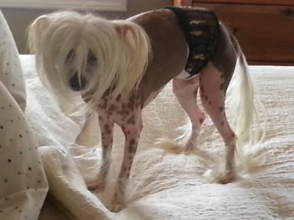 Kramers Moment Of Love | Chinese Crested 