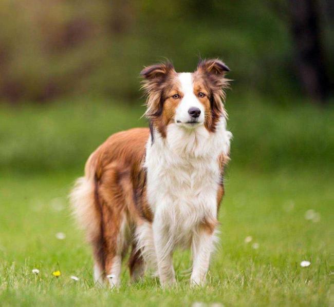 Lillifee in blue-sable IV.Queen of Eskalony | Border Collie 