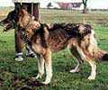 Shaktoolik's E'laureen | Siberian Husky 