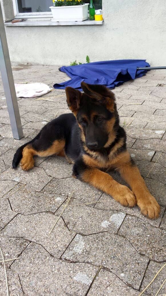 Gustaf vom Oschatzer Kleinforst | German Shepherd Dog 