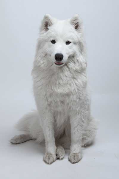 Yuuko Itihara Iz Moskovskoy Metely | Samoyed 