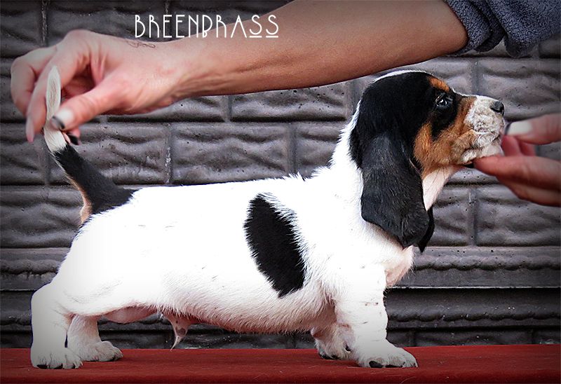 Obelix Do Brasil BREENBRASS | Basset Hound 