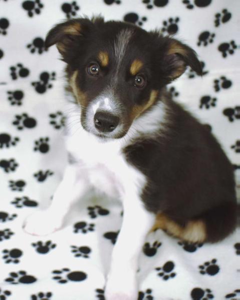 AWE2C Oberon (Roo) | Border Collie 