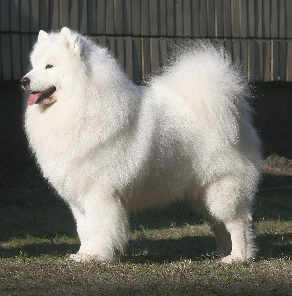 Dorian Spring CHILI PEPPERS | Samoyed 