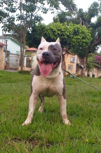 Ayron R. F. R. | American Staffordshire Terrier 
