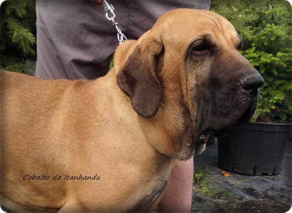 Cobalto do Itanhandu | Fila Brasileiro 