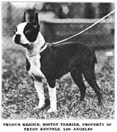 Tryon's Rejoice | Boston Terrier 