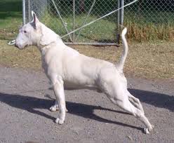 Delphinus Quasimodo | Bull Terrier 