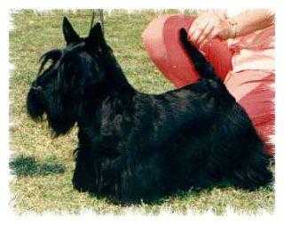 Arabella`s Cinderella | Scottish Terrier 