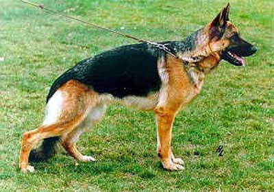 Gugia von der Kahler Heide | German Shepherd Dog 