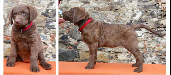 Arwen Chessie Sachmet | Chesapeake Bay Retriever 