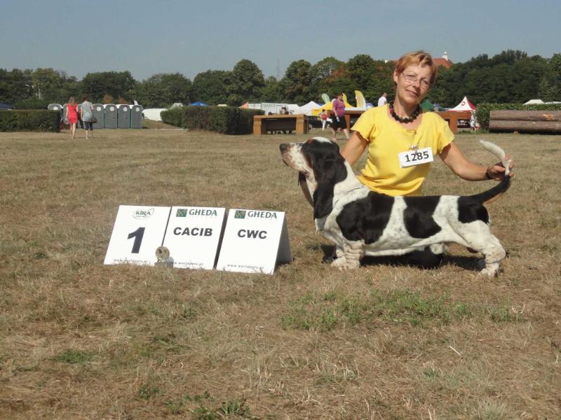 Czardas Galopujaca Fufla | Basset Hound 