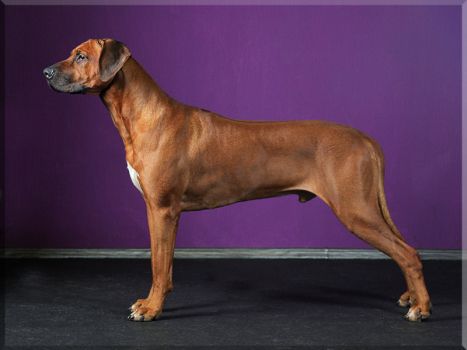 Makao Line Wild Wind | Rhodesian Ridgeback 