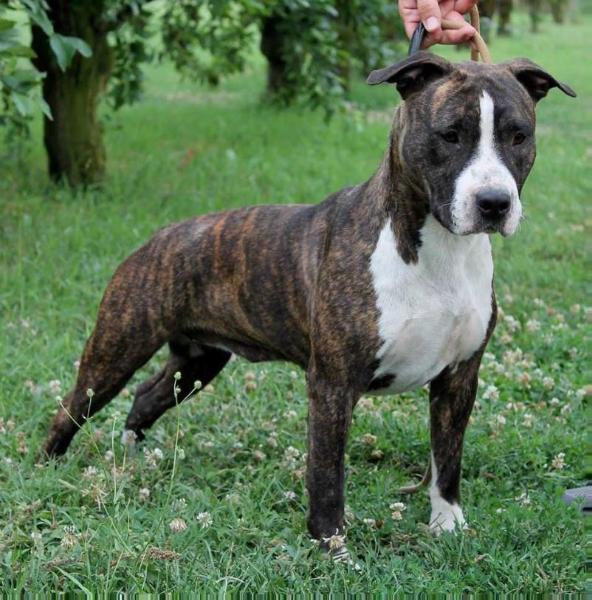 Moon Rock Landi's Brindle Nellie Of Nitro | American Staffordshire Terrier 