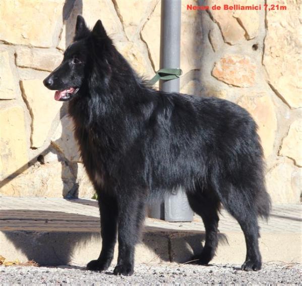 neron Belliamici | Belgian Groenendael 