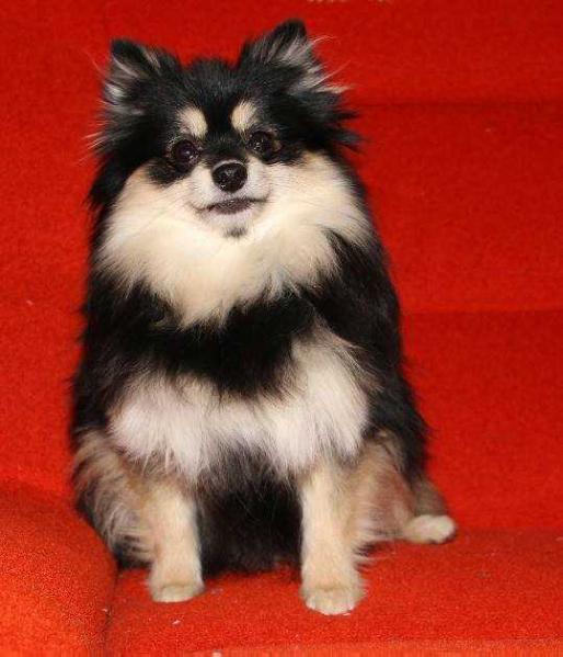 CHANEL SHOW BEST QUEEN | German Spitz 