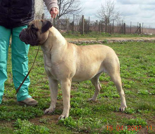 Sirdele is Dvariskiu | Bullmastiff 