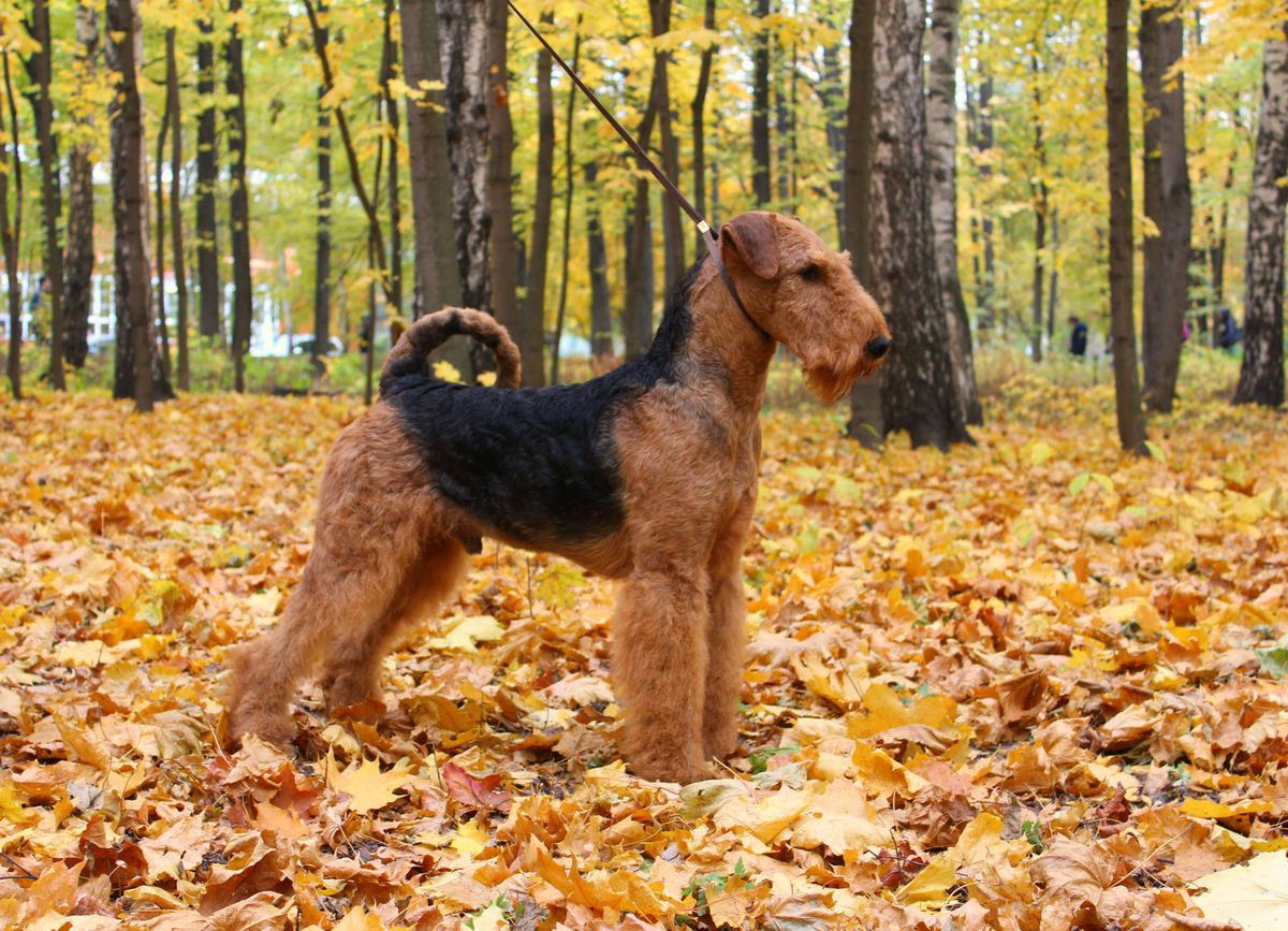 FLAIRE MATTERHORN FOR SHER | Airedale Terrier 