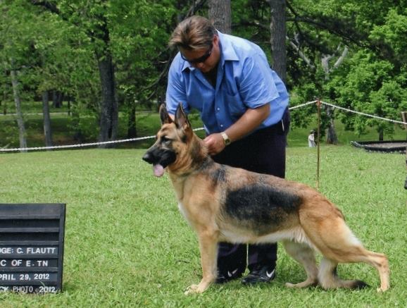 Tacoras Krystal Lynn Star Foothills | German Shepherd Dog 